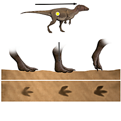 La Torre dinosaur running footprints (Figures)