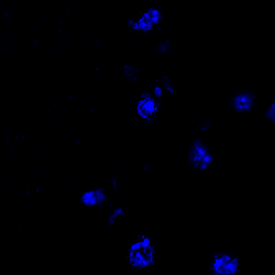 Immunofluorescence results