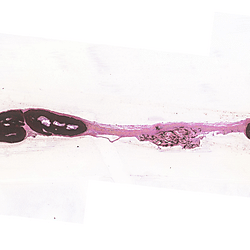 Animal tissues stained with Masson, VK and HE