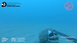 Angelshark <i>Squatina </i><i>squatina</i> observations on baited remote underwater video stations in Cardigan Bay, UK
