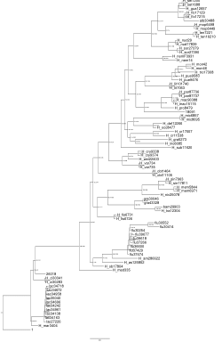 Hyphoderma