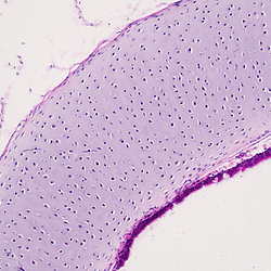 Hematoxylin and Eosin (HE) staining