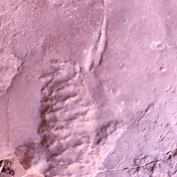 Sedimentology and Ichnology