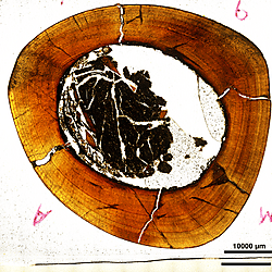 Tyrannosaur thin section images and associated cortical growth mark tracings for Woodward et al. (2025) Prolonged growth and extended subadult development in the <i>Tyrannosaurus rex</i> species complex revealed by expanded histological sampling and statistical modeling