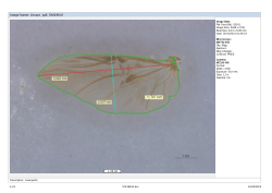 Wing Image Collection of Neotropical Dung Beetles