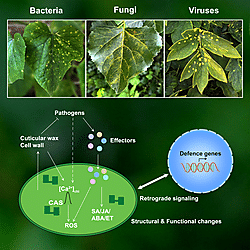 Cover image related to the paper <b>"</b><b>Chloroplasts Orchestrate Multilayered Defenses Against Plant Pathogens</b><b>"</b>