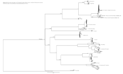 <b>Supplementary Information </b>PAVEL ŠIROKÝ, BRANKA BILBIJA, CLAUDIA PAETZOLD, CHRISTIAN KEHLMAIER & UWE FRITZ (2025) Two new African hinged terrapins (Testudines: Pelomedusidae: <i>Pelusios</i>). Zootaxa.