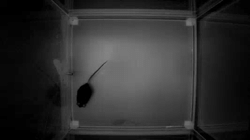 EthoPy: Reproducible Behavioral Neuroscience Made Simple