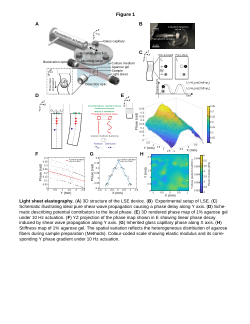 Light sheet elastography
