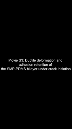 <b>Adaptive dry adhesives with tunable morphology via shape memory elastomeric bilayers</b>