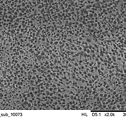 <b>Adaptive variation in avian eggshell</b> - <b>Data accessibility</b>