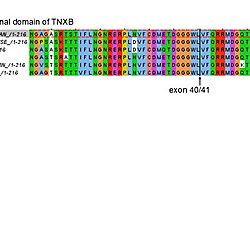 human TNXB fibrinogen C-terminal domain alignment