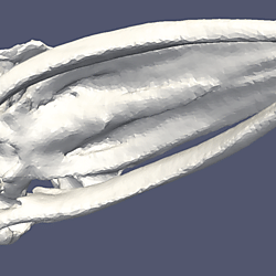 Motion of the skull of a fin whale in a sound field at 1000 Hz