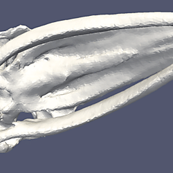 Motion of the skull of a fin whale in a sound field at 250 Hz