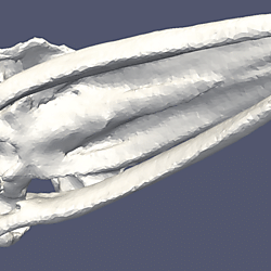 Motion of the skull of a fin whale in a sound field at 100 Hz