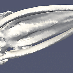 Motion of the skull of a fin whale in a sound field at 2000 Hz