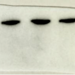 <b>TGEV activates RIG-I/IFN-β/STAT1 axis to promote NLRC5-mediated SLA-I upregulation</b>