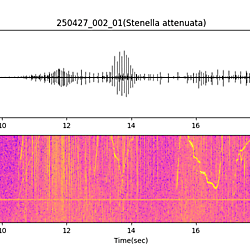 20250427_002_01_PantropicalSpottedDolphin