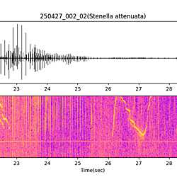 20250427_002_02_PantropicalSpottedDolphin