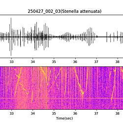 20250427_002_03_PantropicalSpottedDolphin
