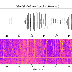 20250427_002_04_PantropicalSpottedDolphin