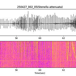 20250427_002_05_PantopicalSpottedDolphin