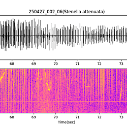20250427_002_06_PantropicalSpottedDolphin