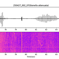 20250427_002_07_PantropicalSpottedDolphin