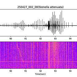 20250427_002_08_PantropicalSpottedDolphin