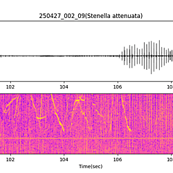 20250427_002_09_PantropicalSpottedDolphin