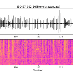 20250427_002_10_PantropicalSpottedDolphin