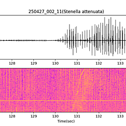 20250427_002_11_PantropicalSpottedDolphin