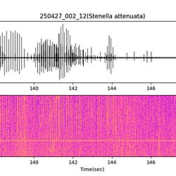 20250427_002_12_PantropicalSpottedDolphin