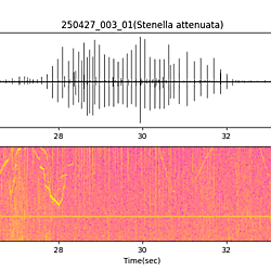 20250427_003_01_PantropicalSpottedDolphin