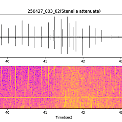 20250427_003_02_PantropicalSpottedDolphin