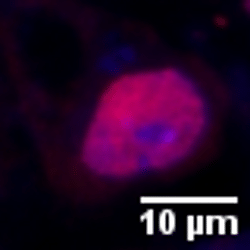 <b>Targeted Disruption of ICP8-Mediated Replication Compartment Assembly Attenuates Duck Plague Virus Virulence</b>
