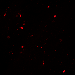 The autophagy-related protein PlAtg26b regulates vegetative growth, reproductive processes, autophagy, and pathogenicity in Peronophythora litchii