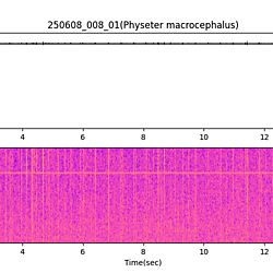 20250608_008_01_SpermWhale