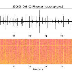 20250608_008_02_SpermWhale