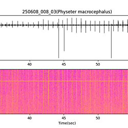 20250608_008_03_SpermWhale