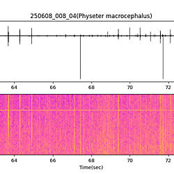 20250608_008_04_SpermWhale