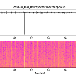 20250608_008_05_SpermWhale