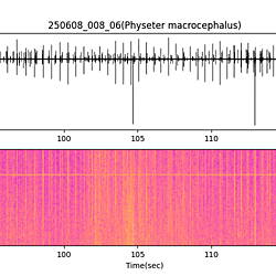 20250608_008_06_SpermWhale