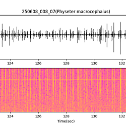 20250608_008_07_SpermWhale