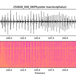 20250608_008_08_SpermWhale