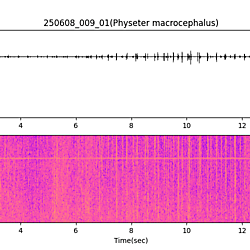 20250608_009_01_SpermWhale