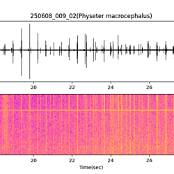 20250608_009_02_SpermWhale