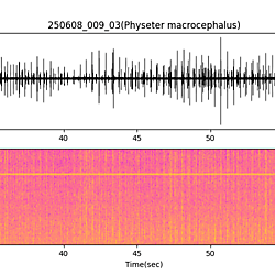 20250608_009_03_SpermWhale
