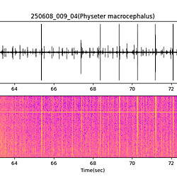 20250608_009_04_SperrmWhale