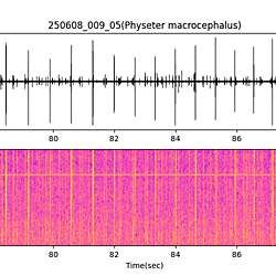 20250608_009_05_SpermWhale